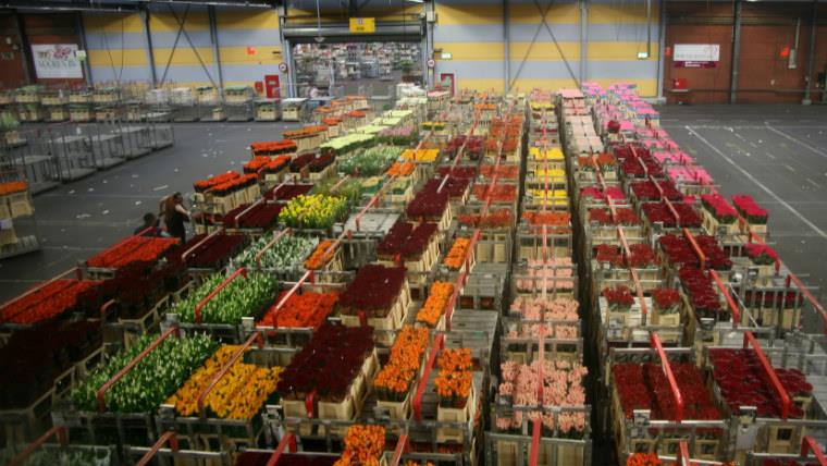 аукцион цветов Нидерланды экскурсия Алсмеер