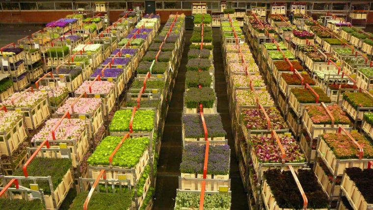 аукцион цветов Нидерланды экскурсия Алсмеер