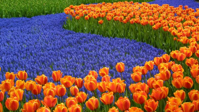 гид парк цветов Кекенхоф Нидерланды